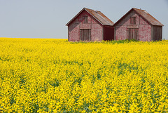 red on yellow