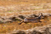 Chinese Water Deer running-DSD0536-Enhanced-NR