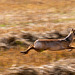 Chinese Water Deer running-DSD0536-Enhanced-NR