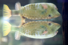 Spieglein, Spieglein ... (Tropenaquarium Hagenbeck)