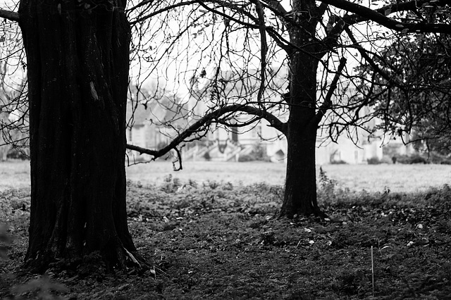 Lacock Abbey Behind the Trees (B&W)