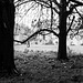 Lacock Abbey Behind the Trees (B&W)