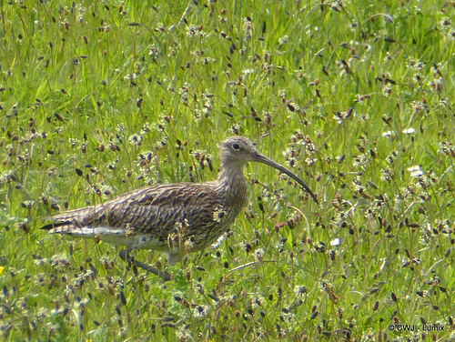 Curlew