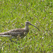 Curlew