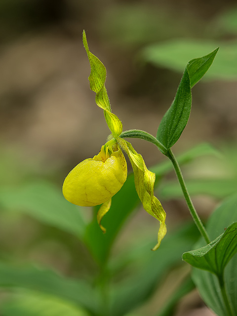 Cypripedium parviflorum var. pubescens (Large Yellow Lady's-slipper orchid)