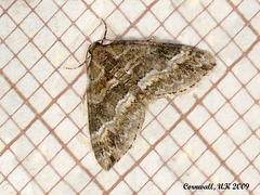 1804 Perizoma bifaciata (Barred Rivulet)