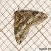 1804 Perizoma bifaciata (Barred Rivulet)