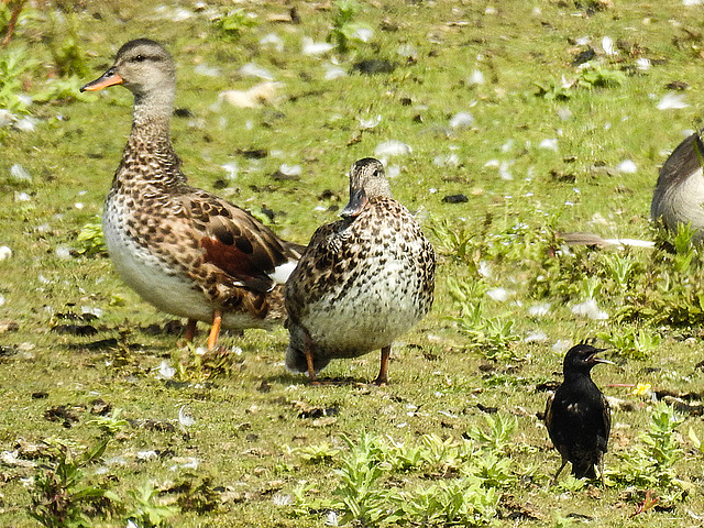 20170615 1901CPw [D~MS] Star, Schnatterente,  Rieselfelder Münster