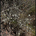 prunellier couvert de lichens  (1)