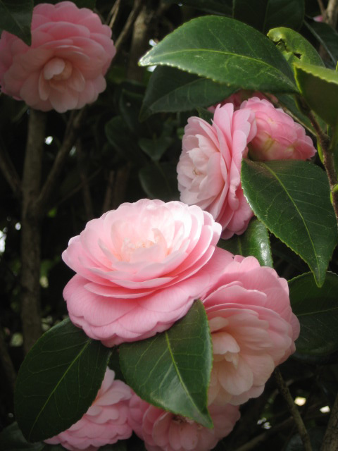 Pretty Pink!  My Garden....HURRY SPRING. :)