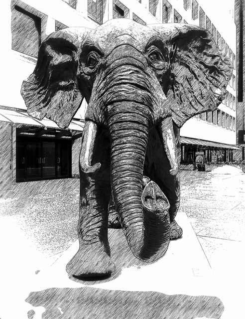 elephant IMG 20180218 084809