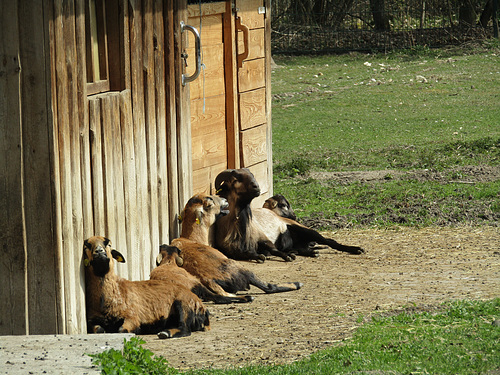 Siesta