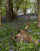 Ox Skull bluebells