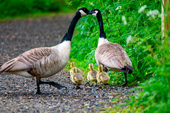Canada goose family