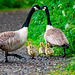 Canada goose family