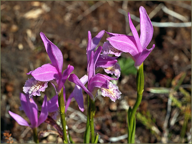 Dragon's mouth orchid