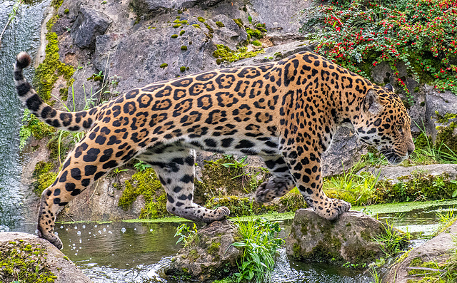 Jaguar