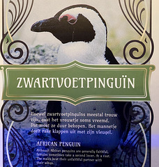 Naturalis 2020 – The African Penguin hits his missus