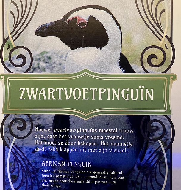 Naturalis 2020 – The African Penguin hits his missus