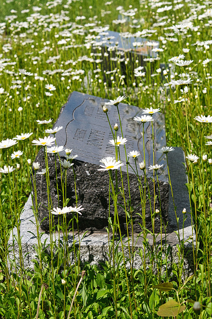 stones and daisies