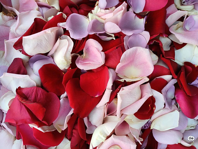 Streublumen für eine Hochzeit