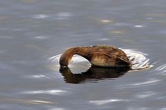 Little Grebe Diving