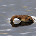 Little Grebe Diving