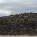 Lava Beds Natl Mon Devils Homestead Flow, CA (1026)