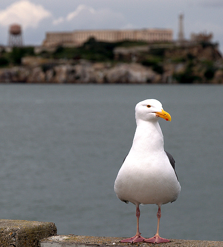 Standing Guard