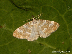 1808 Perizoma flavofasciata (Sandy Carpet)