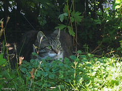 Summer shade - for Happy Caturday - Explored 23.07.2016, #354