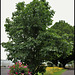 Ehretia macrophylla -Cabrillet à grandes feuilles