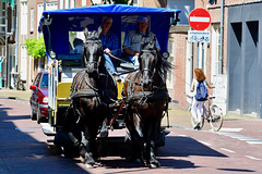 Middelburg 2017 – Horses