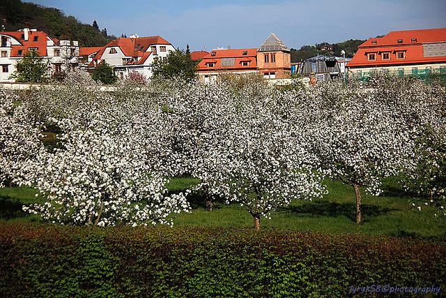 Apple Orchard