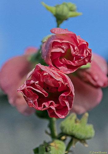 Stockrose, leicht verstockt?