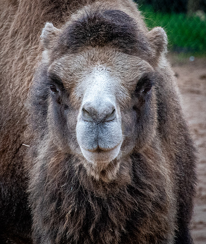 Camel close up