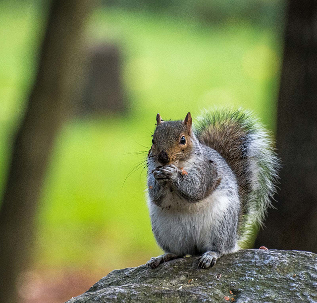 Posing on a rock