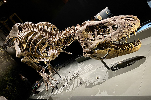 Naturalis 2020 – Tyrannosaurus rex