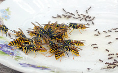 Wespen und Ameisen auf dem Honigteller