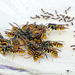 Wespen und Ameisen auf dem Honigteller