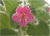 IMG 6562 Flower