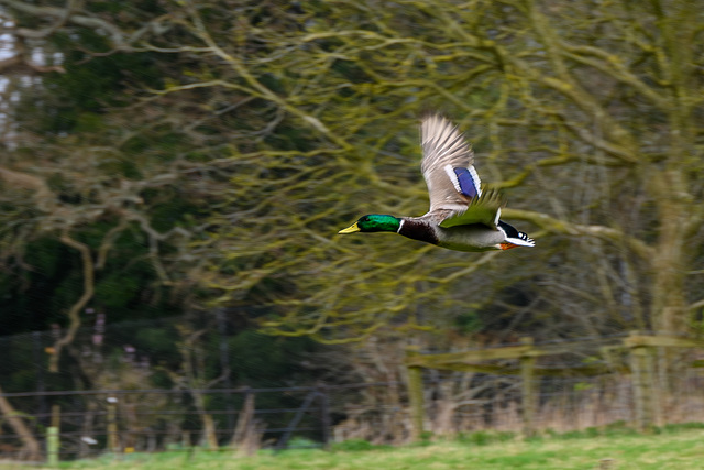 Mallard in Flight DTZ 2099-Enhanced-NR