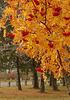 UP Fall Color