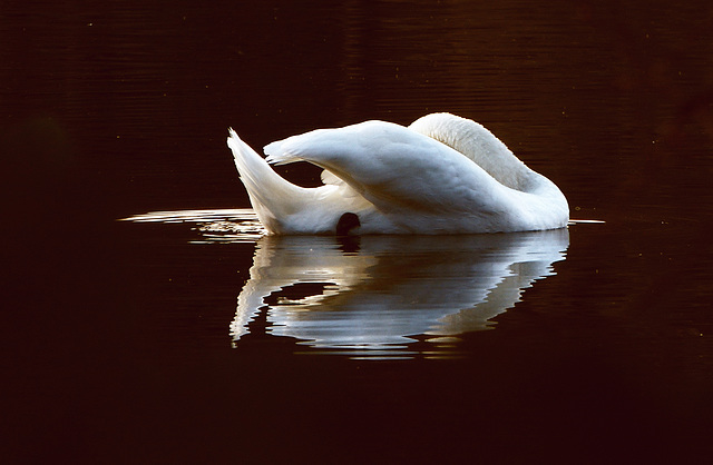 #51 Fisch oder Vogel?