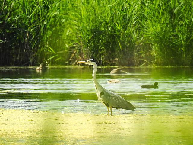 20170615 1908CPw [D~MS] Graureiher (Ardea cinerea), Rieselfelder Münster