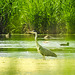 20170615 1908CPw [D~MS] Graureiher (Ardea cinerea), Rieselfelder Münster