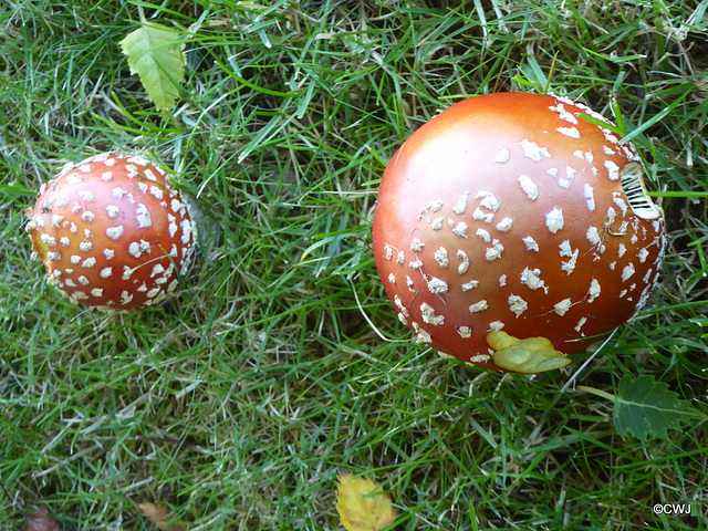 Amanita Muscaria