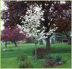 Dogwood on a Spring day