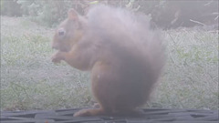 Monday morning Breakfast for our young red squirrel