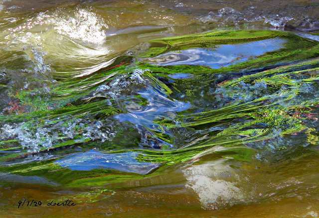 The river under the treetops.